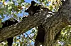 Mama bear dies after being found with two cubs up tree at NE ABQ golf ...