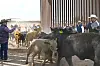 Columbus port reopens for Mexican cattle imports under screwworm protocols