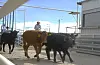 Columbus port reopens for Mexican cattle imports under screwworm protocols