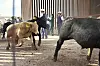 Columbus port reopens for Mexican cattle imports under screwworm protocols