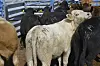 Columbus port reopens for Mexican cattle imports under screwworm protocols