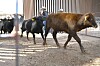 Columbus port reopens for Mexican cattle imports under screwworm protocols