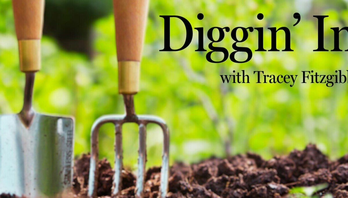 A rose bush for Valentine’s? Here’s how to plant them