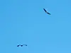 Opinion: NPS recommends eagle take at Valles Caldera preserve