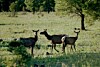 State buys 11,000 acres for new wildlife area