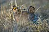 Lesser Prairie Chicken