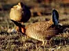 Lesser Prairie Chicken