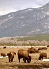 Taos Pueblo buffalo