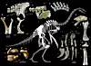 Figure 2 Urlibe Khudak therizinosaur with bones