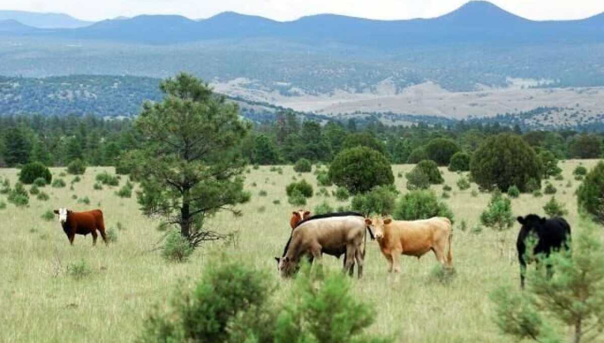 Court dismisses lawsuit over feral cattle in Gila