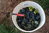20240807-bizo-grapes-3