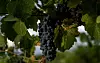 20240807-bizo-grapes-8