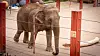 elephants-03.jpg