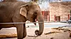 elephants-07.jpg