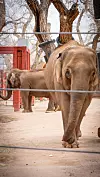 elephants-08.jpg