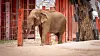 elephants-09.jpg