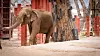 elephants-10.jpg