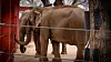 elephants-18.jpg