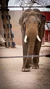elephants-20.jpg