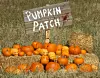 20231015-go-pumpkin