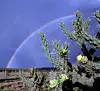 A rainbow arcs over a cholla cactus