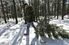 Christmas tree cutting