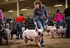 20240908-news-JB-livestock-13.jpg