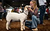 20240908-news-JB-livestock-15.jpg