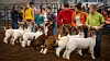 20240908-news-JB-livestock-09.jpg