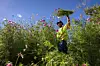 Making bouquets out of wildflowers: For drivers' safety, city cuts plants in park and repurposes them