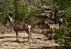 Deer in Bandelier National Monument