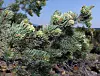 PINON TREE