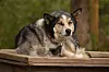 20250427-go-sleddogs