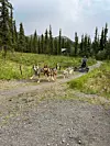 20250427-go-sleddogs