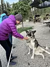 20250427-go-sleddogs