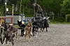 20250427-go-sleddogs