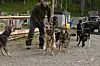 20250427-go-sleddogs