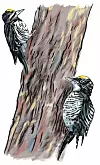 American three-toed woodpecker