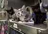 Albuquerque's Animal Welfare needs volunteers to help with kittens (copy)