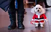 20231209-news-theraphydogs-03.jpg