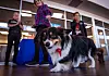 20231209-news-theraphydogs-02.jpg