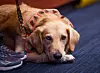 20231209-news-theraphydogs-09.jpg