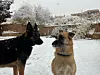 Sasha and Ursa in the Sandia Heights.