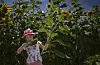 20250723-news-cb-sunflowers-01.jpg