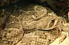Rattlesnake