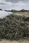 State destroys about 170K of marijuana in Northwest New Mexico