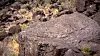 Petroglyphs-07.jpg