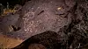 Petroglyphs-13.jpg