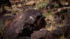 Petroglyphs-19.jpg