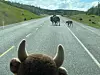 20240705-news-abq2alaska-bison and cody.jpg